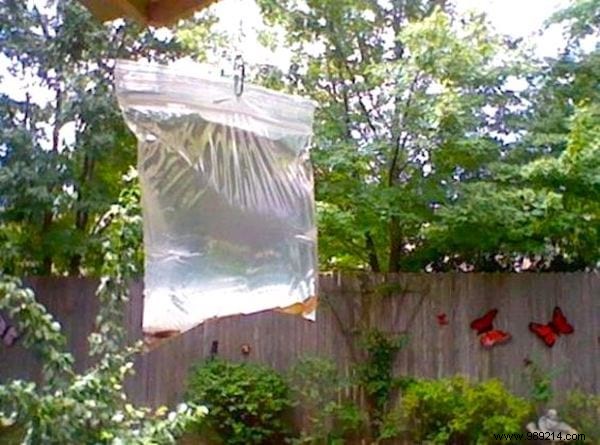Tired of flies? Here is an Ultra Effective Repellent Without Toxic Products. 