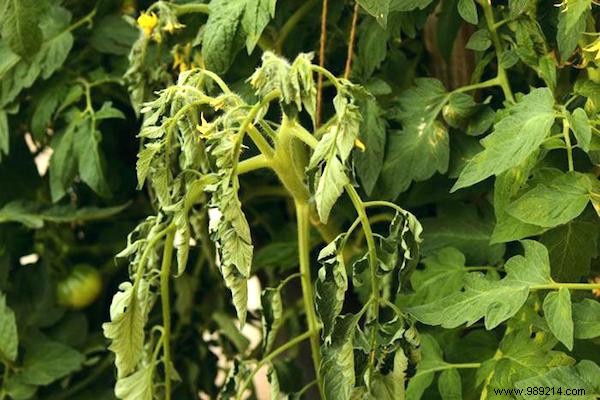 Here s THE RIGHT WAY to Plant Tomatoes (And Have Plants 2 Meters Tall). 