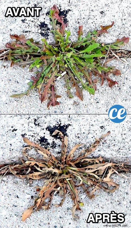 12 Super Easy to Make Natural Weed Killers! 