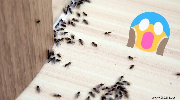 What to do against ants? 5 Natural Grandma Tricks. 
