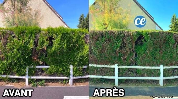 When and How to Properly Trim a Cedar Hedge? Gardener s Tips. 