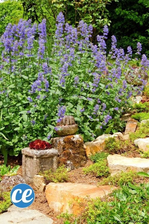 26 Easy-to-grow herbs to make your own herbal teas. 
