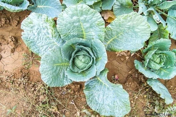 What to Plant in the Garden in February? 13 Plants That Grow Easily 
