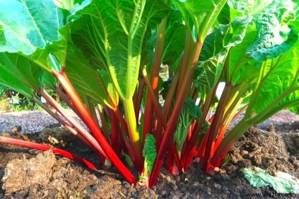 What to Plant in November in the Vegetable Garden? 10 Fruits &Vegetables That Grow Easily In The Fall. 