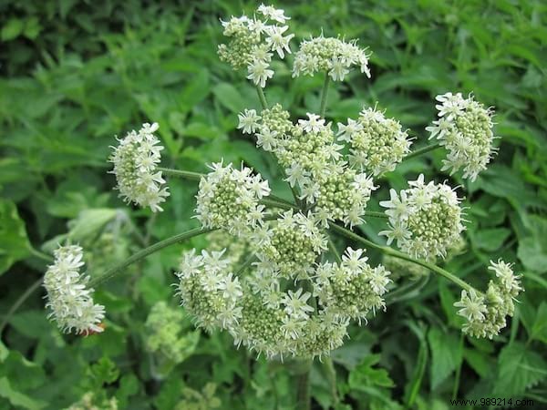 24 Edible Plants Easy to Recognize. 
