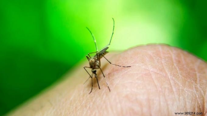 A Natural Treatment To Relieve Mosquito Bites. 
