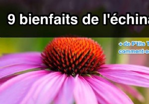 9 Health Benefits of Echinacea No One Knows About. 