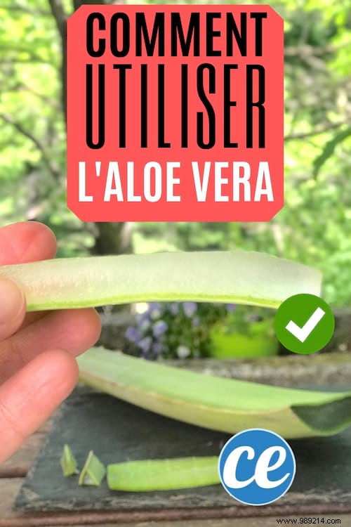 Here s How To Cut And Use Aloe Vera Leaf Gel. 