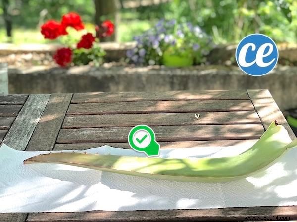 Here s How To Cut And Use Aloe Vera Leaf Gel. 