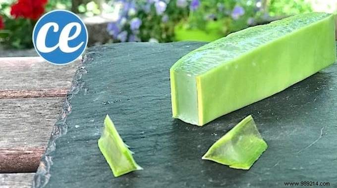 Here s How To Cut And Use Aloe Vera Leaf Gel. 