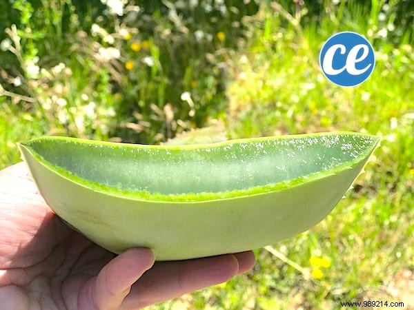 Here s How To Cut And Use Aloe Vera Leaf Gel. 