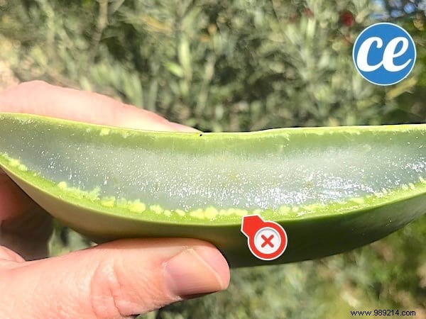 Here s How To Cut And Use Aloe Vera Leaf Gel. 