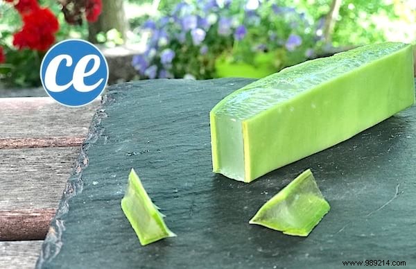Here s How To Cut And Use Aloe Vera Leaf Gel. 