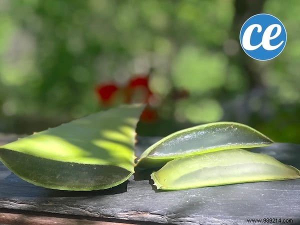Here s How To Cut And Use Aloe Vera Leaf Gel. 