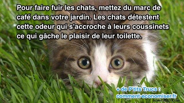 The Natural Repellent That Works To Scare Cats Away From The Garden. 