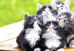 Holidays:Keeping my Pets Without Ruining Me! 