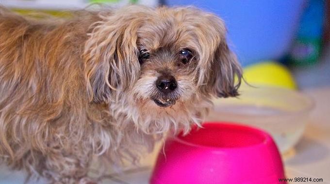 How to Feed Your Dog and Cat Well While Saving Money? 