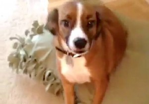 How to Make an Inexpensive Dog Bed Your Dog Will Love. 