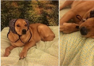 Use a Bra to Keep Your Dog Calm During Fireworks. 