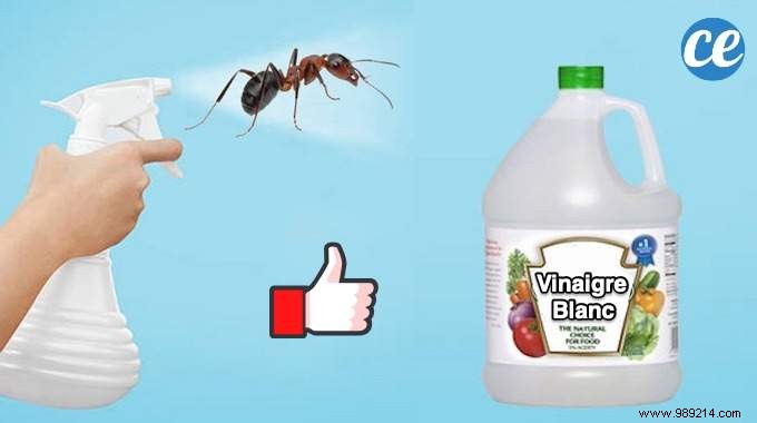 The Redoubtable Spray With White Vinegar To Get Rid Of Ants. 