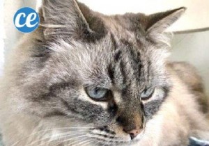 The treatment to cure ear mites in cats. 