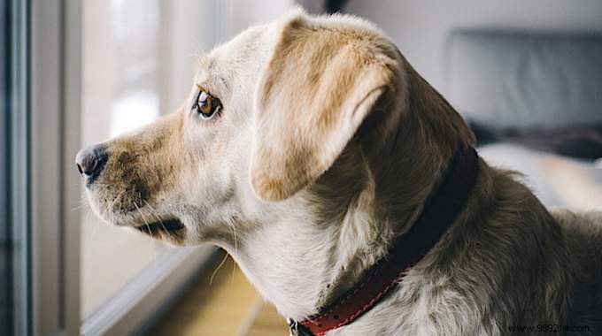 12 effective tips against separation anxiety in dogs. 