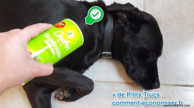 How To Deodorize Your Dog With Baking Soda (To Always Smell Good!). 