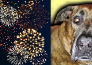 This Vet Remedy Will Help Keep Your Dog Calm During Fireworks. 