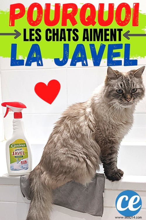 Why Do Cats Like Bleach? And what are the dangers for your feline? 