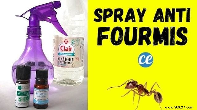 How to Keep Ants Away With an Essential Oil Spray. 