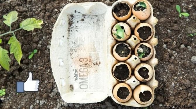 5 Good Reasons to Have a Hen in Your Vegetable Garden. 