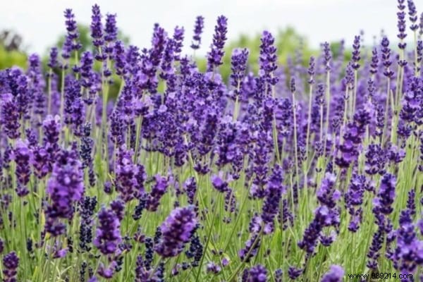 13 Magical Plants That Naturally Repel Insects. 
