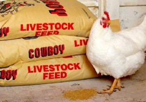 16 Easy Tricks To Feed Your Hens Well Without Breaking Your Money. 