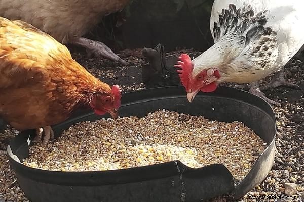 16 Easy Tricks To Feed Your Hens Well Without Breaking Your Money. 