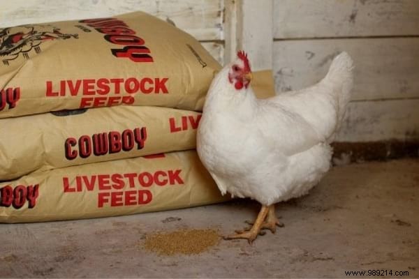 16 Easy Tricks To Feed Your Hens Well Without Breaking Your Money. 