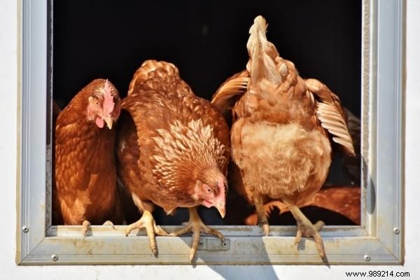 16 Easy Tricks To Feed Your Hens Well Without Breaking Your Money. 