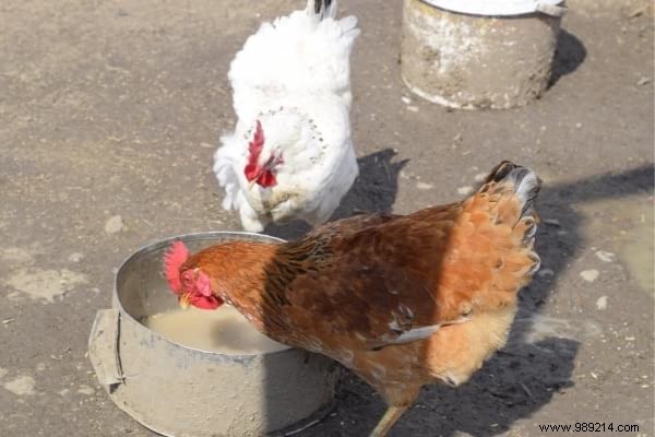 16 Easy Tricks To Feed Your Hens Well Without Breaking Your Money. 