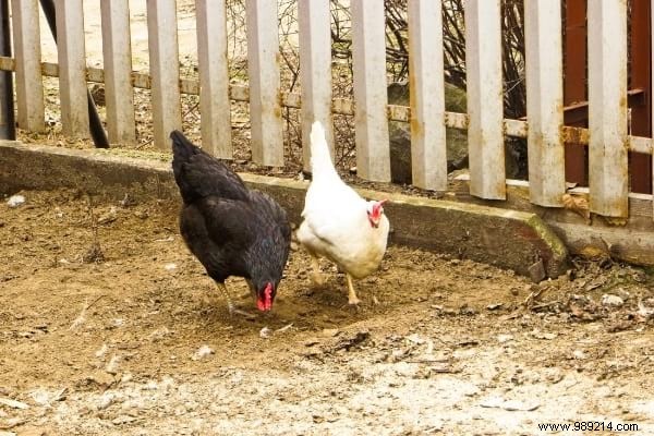 16 Easy Tricks To Feed Your Hens Well Without Breaking Your Money. 