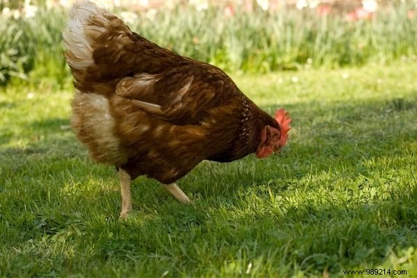 16 Easy Tricks To Feed Your Hens Well Without Breaking Your Money. 