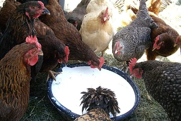 16 Easy Tricks To Feed Your Hens Well Without Breaking Your Money. 