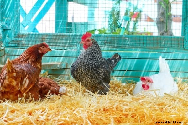 16 Easy Tricks To Feed Your Hens Well Without Breaking Your Money. 