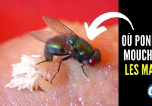 Where Do Flies Lay In Houses? (And How To Eliminate Eggs). 