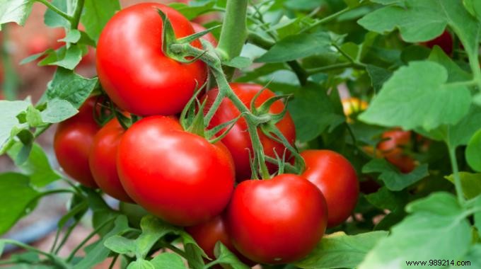 The Foolproof Trick For Germinating Seeds In Your Garden. 
