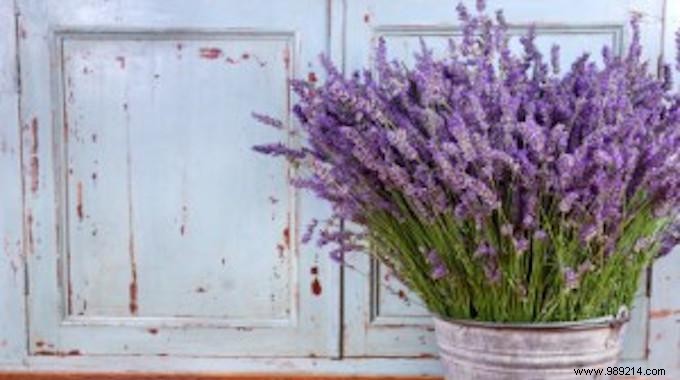 11 Mosquito Repellent Plants You Should Have In Your Home. 