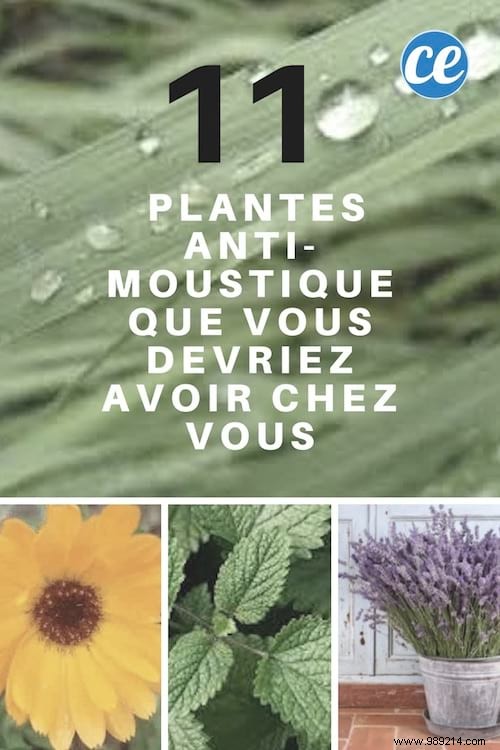 11 Mosquito Repellent Plants You Should Have In Your Home. 