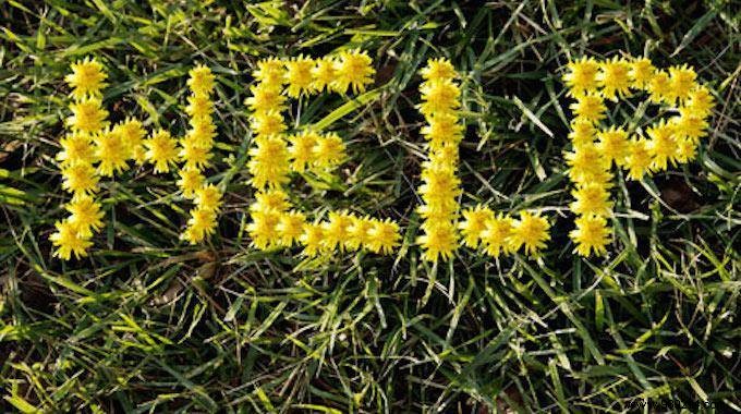 How to weed your garden naturally and for free? 