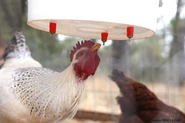 10 Tips For Your Chicken Coop That Your Hens Will Love! 