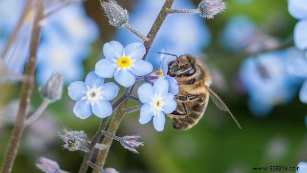 Want to please the bees? Plant These 22 Flowers In Your Garden. 