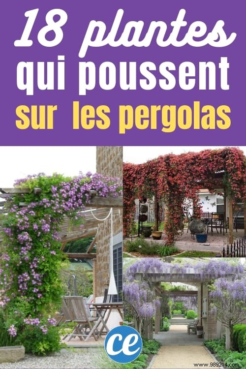 The 18 Best Climbing Plants To Grow On A Pergola. 