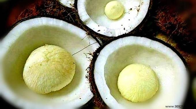 10 Coconut Embryo Benefits Nobody Knows About. 